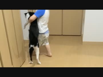 2秒でにゃんこ♪そして父は独りになる、