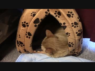 拾いねこ＠生後1444/1411日目　昨日の後遺症