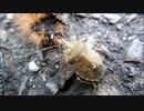 カメムシ vs. 毛虫