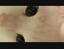 会話の成立する猫(ぽん太)