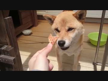 【駄犬】やればできる子【柴犬あずき】