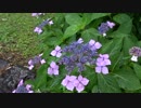 万博公園の紫陽花を見てくる