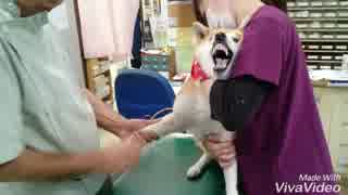 【音量】柴犬の風花予防注射に行く【注意】