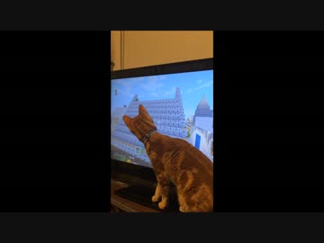 【アメショ】マイクラに夢中な猫