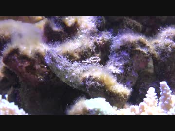 超浅場の海を作ろう！第29話 ヒドロ虫その後＆謎の生物発見