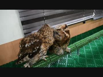 イチャつくフクロウ我に返る