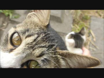 小猫を撫でてたら親猫が自分を撫でてくれと懇願してきた
