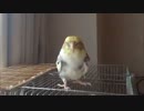 水浴び後のオカメインコ