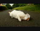 マタタビvs三毛猫