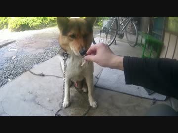 【待て】耐久レース　ワンタときどき狩猟　後