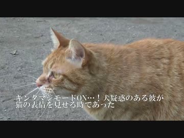 キンタまた会おう