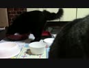 こんしゅうのおやつ【蒼民家の猫々】