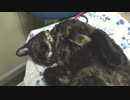 眠いあずにゃん　【あまがみ】【癒し】