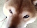 柴犬だいすけのガムくれ