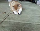 柴犬だいすけのガムウマっ