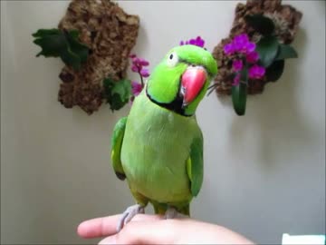 ベニコ、飛びまーす！（１６年６月２０日）