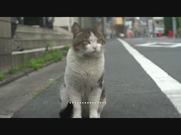 茶トラ兄弟の手動保護に挑む