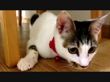 ねっこのよく見る行動