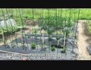 #10 家庭菜園～植付け後編～