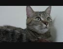拾いねこ＠生後1446/1413日目　rain　cats　and　dogs