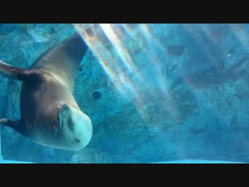 スマホ持って一人旅4-2　「広島県」　宮島編
