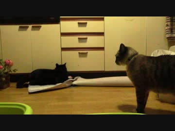 【3】ジャン❤︎ポン真夜中の大運動会を録画しました