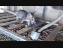 幼猫ダン【２８日目】脱出お出かけ初
