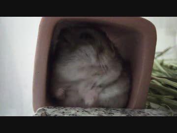 ギッチギチながらも毛繕いするハム