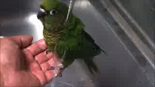 手のひらで水浴びするウロコインコ