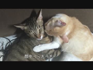 【リア獣注意！】めちゃくちゃイチャイチャしてる猫を観察する！