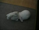 うさぎとおもちゃのウサギ