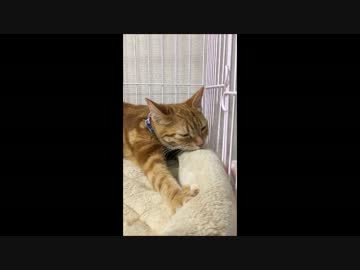 【アメショ】猫がもみもみする動画