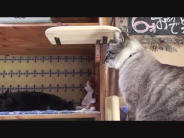 【6】ジャン❤︎ポンの日常　ジャンくんはいつでもポンちゃんが気になる