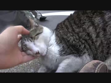 街の美女たちに引越しのご挨拶