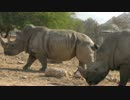 アフリカ草食動物の混合展示