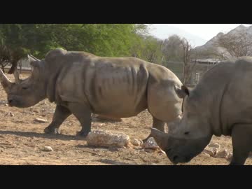 アフリカ草食動物の混合展示