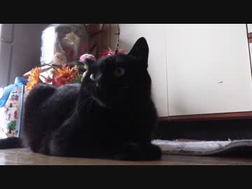 【8】ジャン❤︎ポン ハイテンションの追いかけっこ パパも参加！