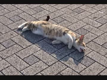 またたびでノビ～る。リラックスする猫さん。