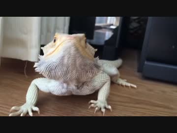 みなぎるフトアゴヒゲトカゲ