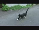 非モテ系おにぎり系お散歩できる系重鎮猫