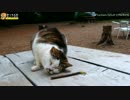 マタタビvsミニサバシロ