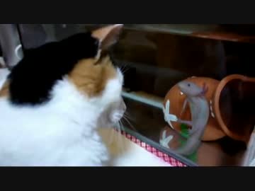 きょうもあしたも、ねこねこ動画２６