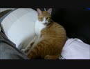 まくらがクッション代わりに・・・（泣）