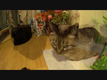 【12】ジャン❤︎ポンは仲良しだってよく伝わってくる動画