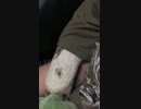 ハリネズミ　袖大好物♥