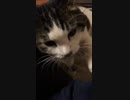 具体的に要求してくるタイプの猫