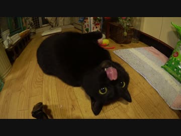 【13】ジャン❤︎ポンのまたたびパーティーでポンちゃんベロベロ