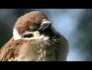 ちゅんちゅん動画・Θ・
