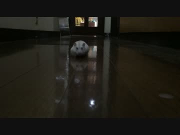 ハムスターが走って向かってくるだけ