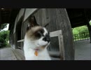 今日は起きてた！鹿児島県の嘉例川駅のにゃんたろう　【カリン様】005
